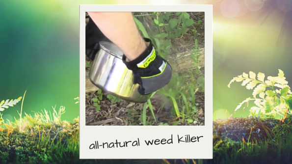 weedkiller-dlearthday