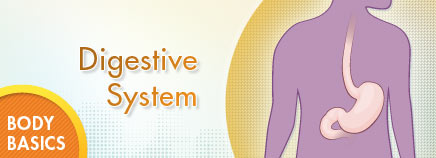 P-digestiveBB-enHD-AR1